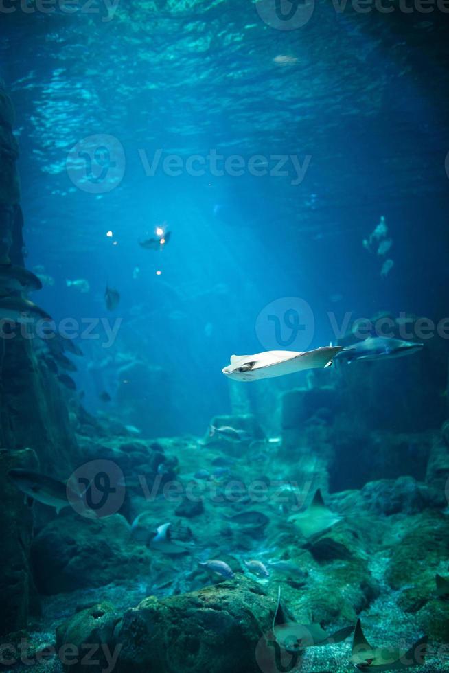 exotiska fiskar i ett akvarium foto