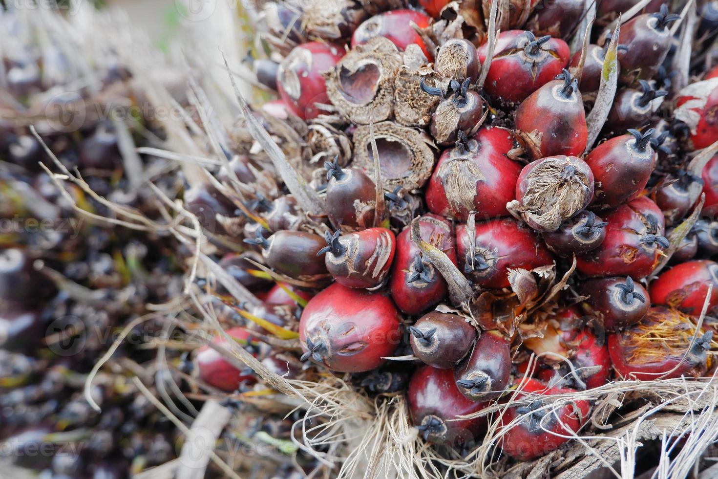 selektiv fokus på skadad olja handflatan frukt och beskära fel orsaker priser till falla foto