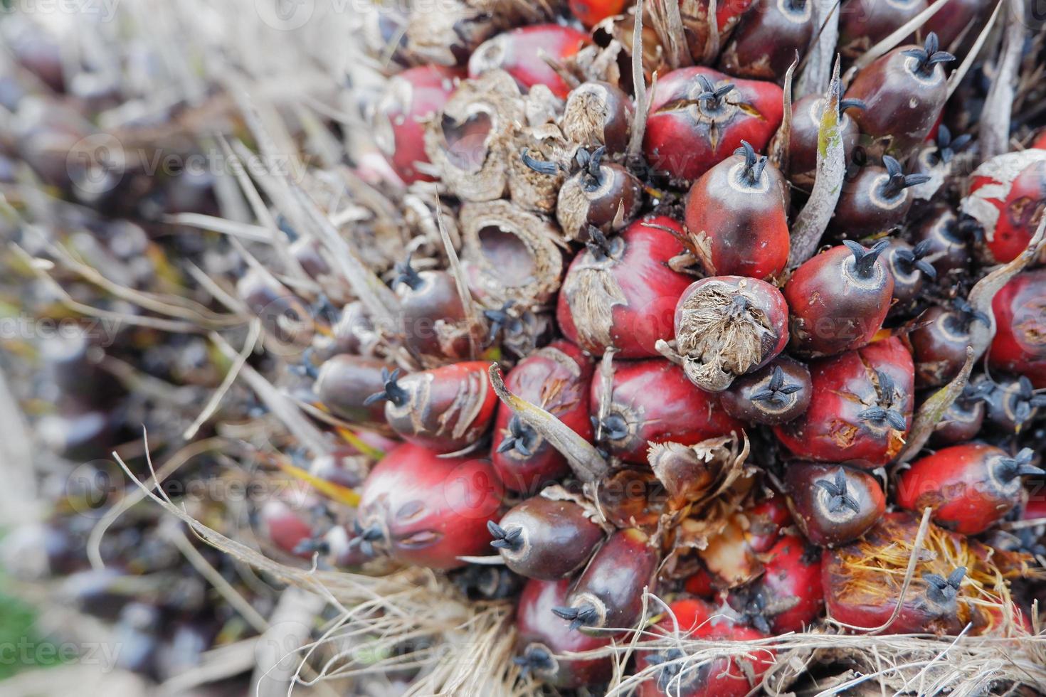 selektiv fokus på skadad olja handflatan frukt och beskära fel orsaker priser till falla foto