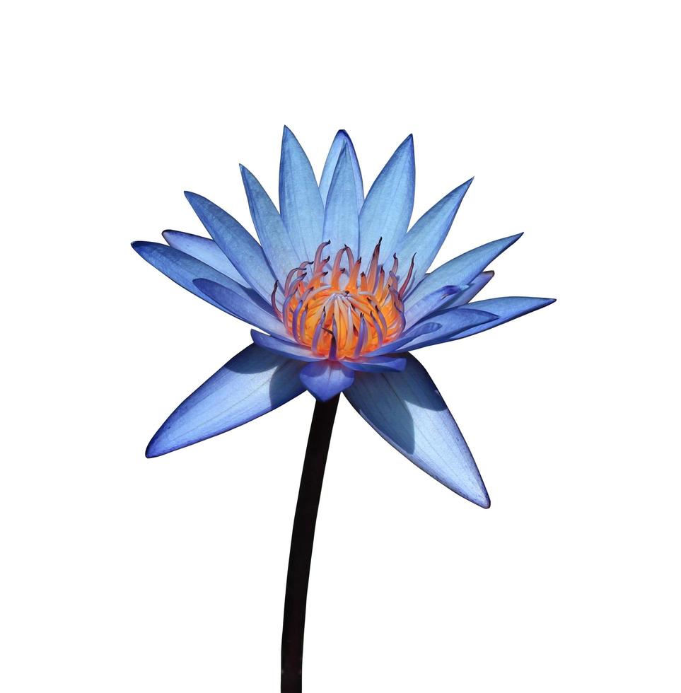 nymphaea eller näckros eller lotus blommor. stänga upp blå-lila lotus blomma isolerat på vit bakgrund. de sida av vatten lilja. foto