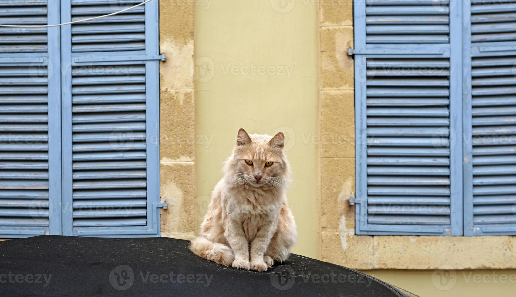 majestätisk katt Sammanträde på en bil foto