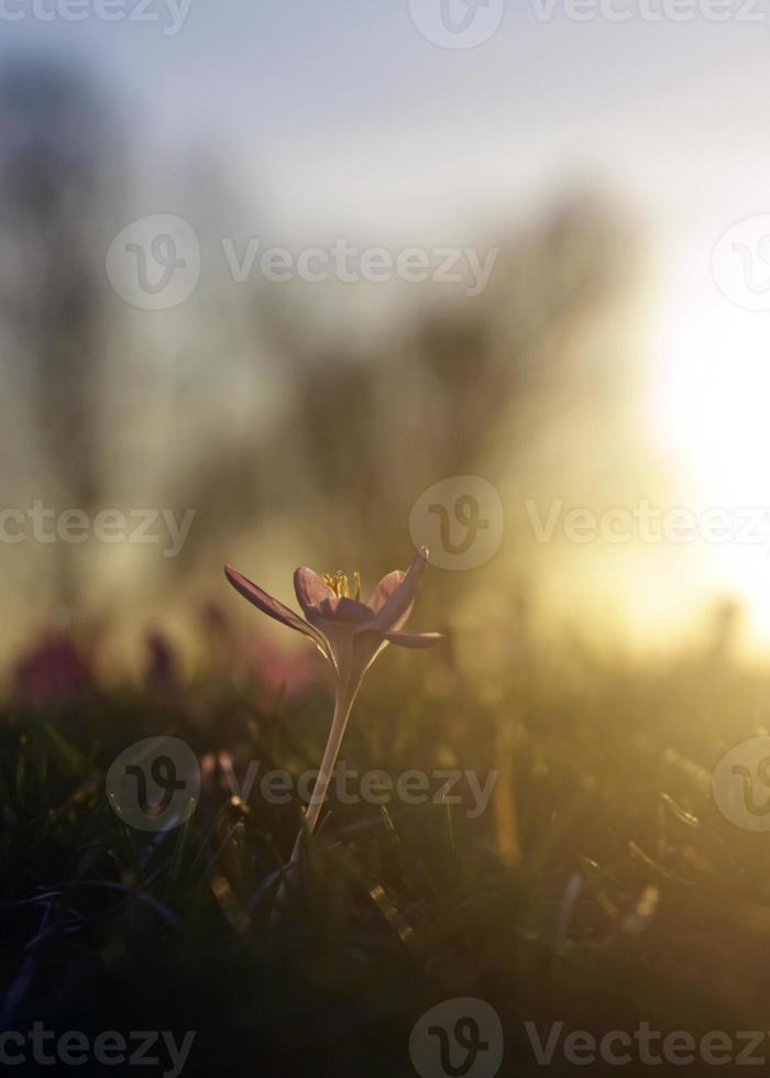 vår är kommande - först blommor av de år under solnedgång foto