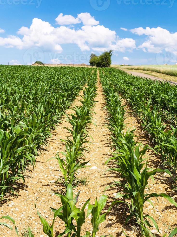 majs plantage under blå himmel i Picardie foto