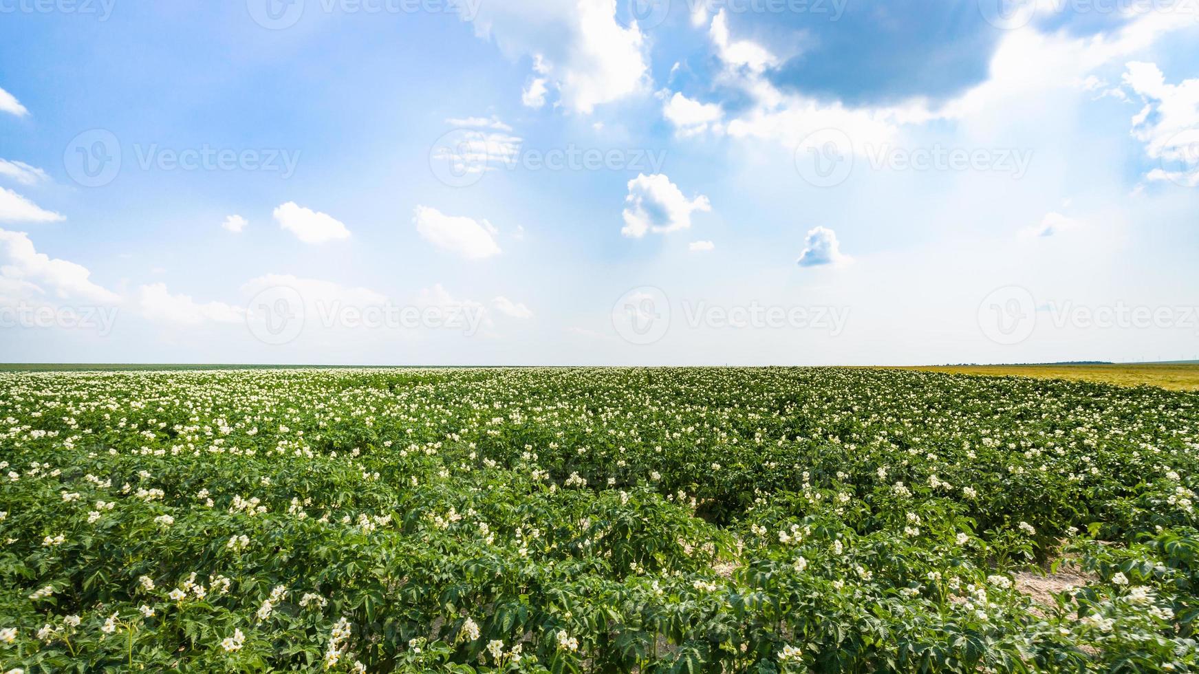 se av grön potatis fält i Frankrike foto