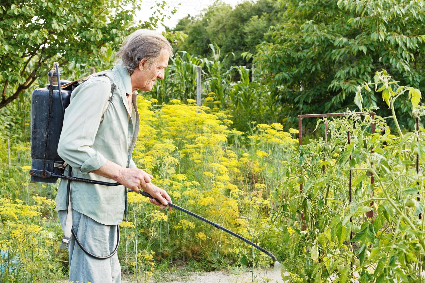 gammal man besprutning av pesticid på Land trädgård foto