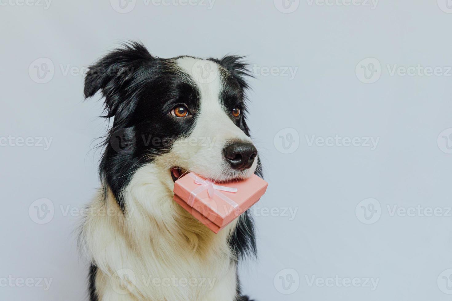 hundvalp border collie håller rosa presentask i munnen isolerad på vit bakgrund. jul nyår födelsedag alla hjärtans firande nuvarande koncept. husdjurshund på semesterdagen ger gåva. Jag är ledsen. foto