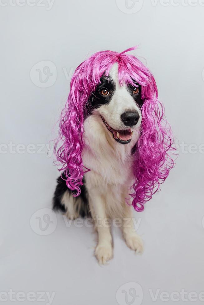 hund border collie bär färgglada lockiga lila peruk isolerad på vit bakgrund. rolig valp i rosa peruk i karneval eller halloween-fest. känslomässigt sällskapsdjur munkorg. grooming frisör frisör koncept. foto