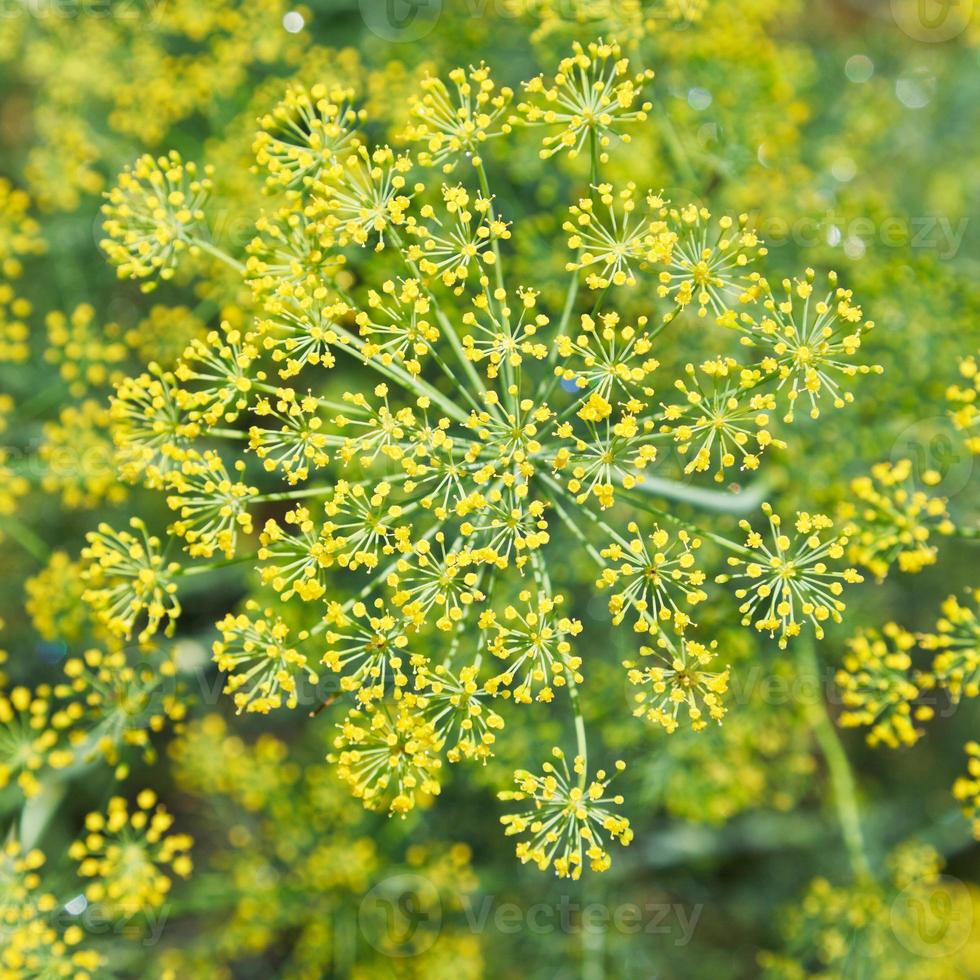 ovan se av blomning dill örter i trädgård foto