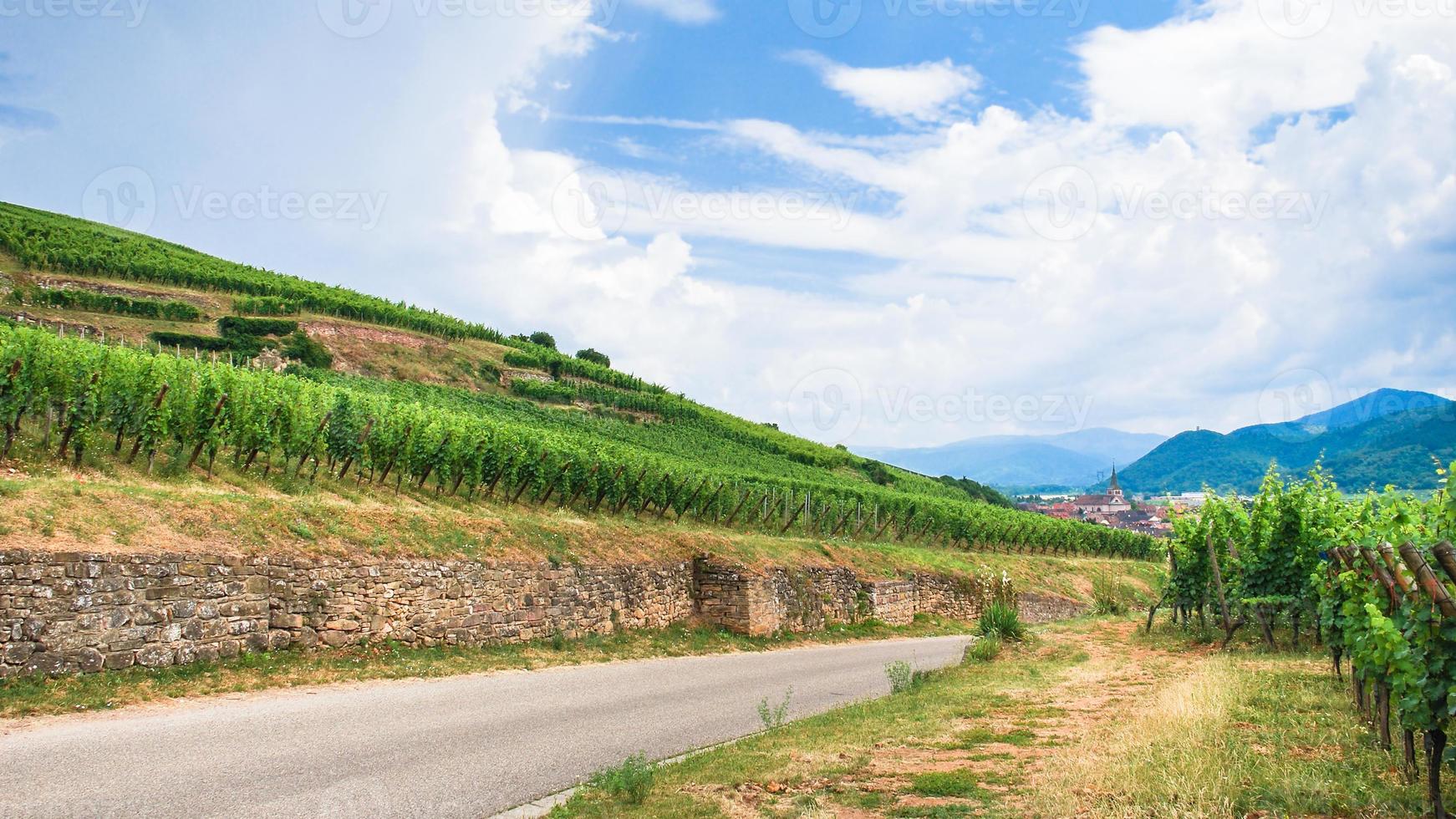 väg mellan vingårdar i Alsace vin rutt område foto