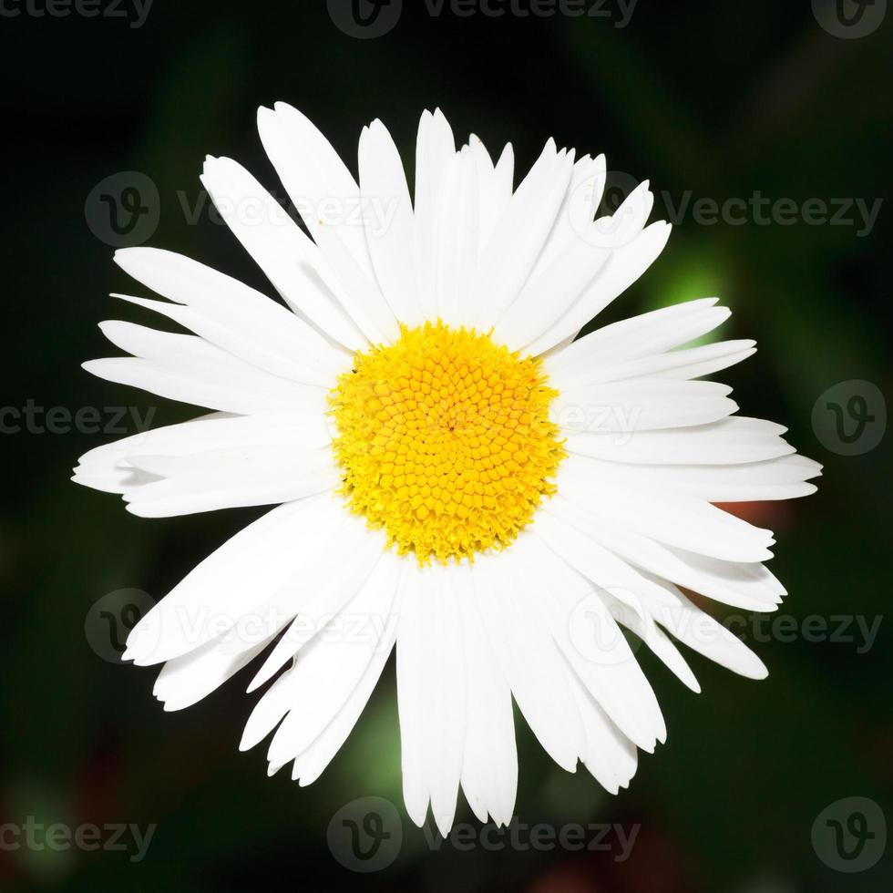 färsk oxöga daisy blomma stänga upp foto