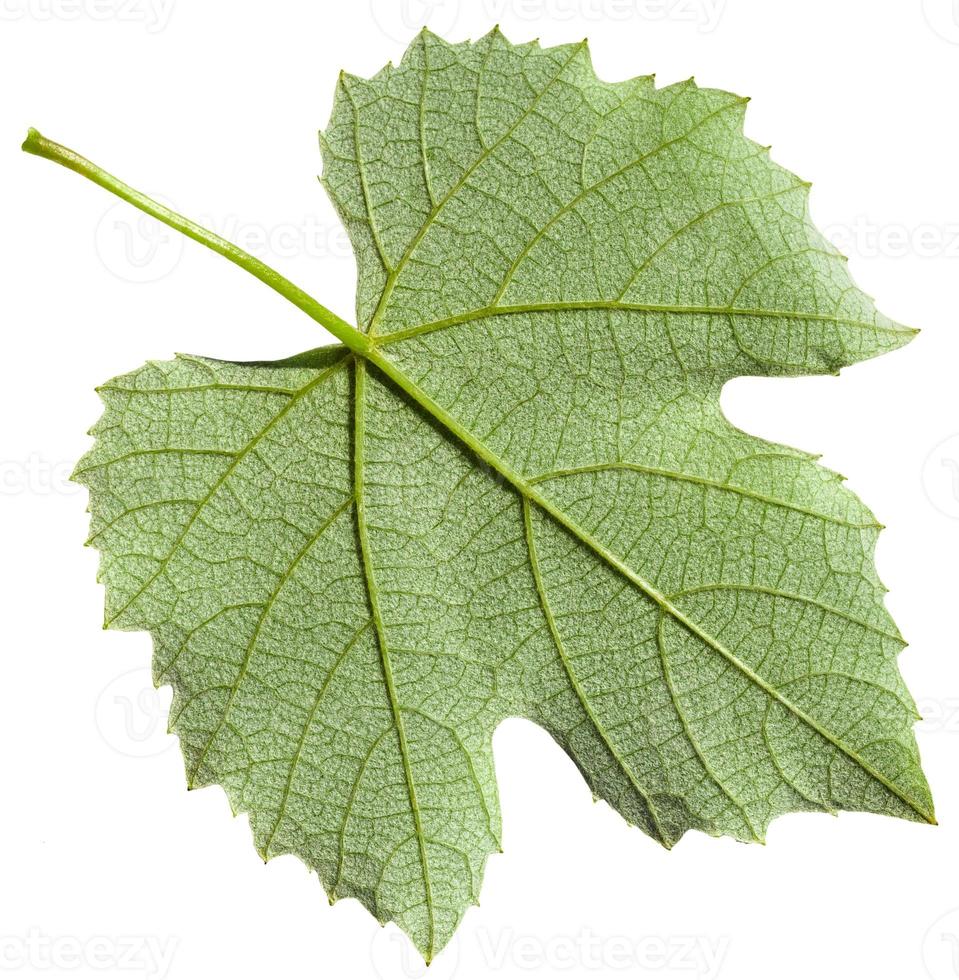 tillbaka sida av grön blad av druva vin växt foto