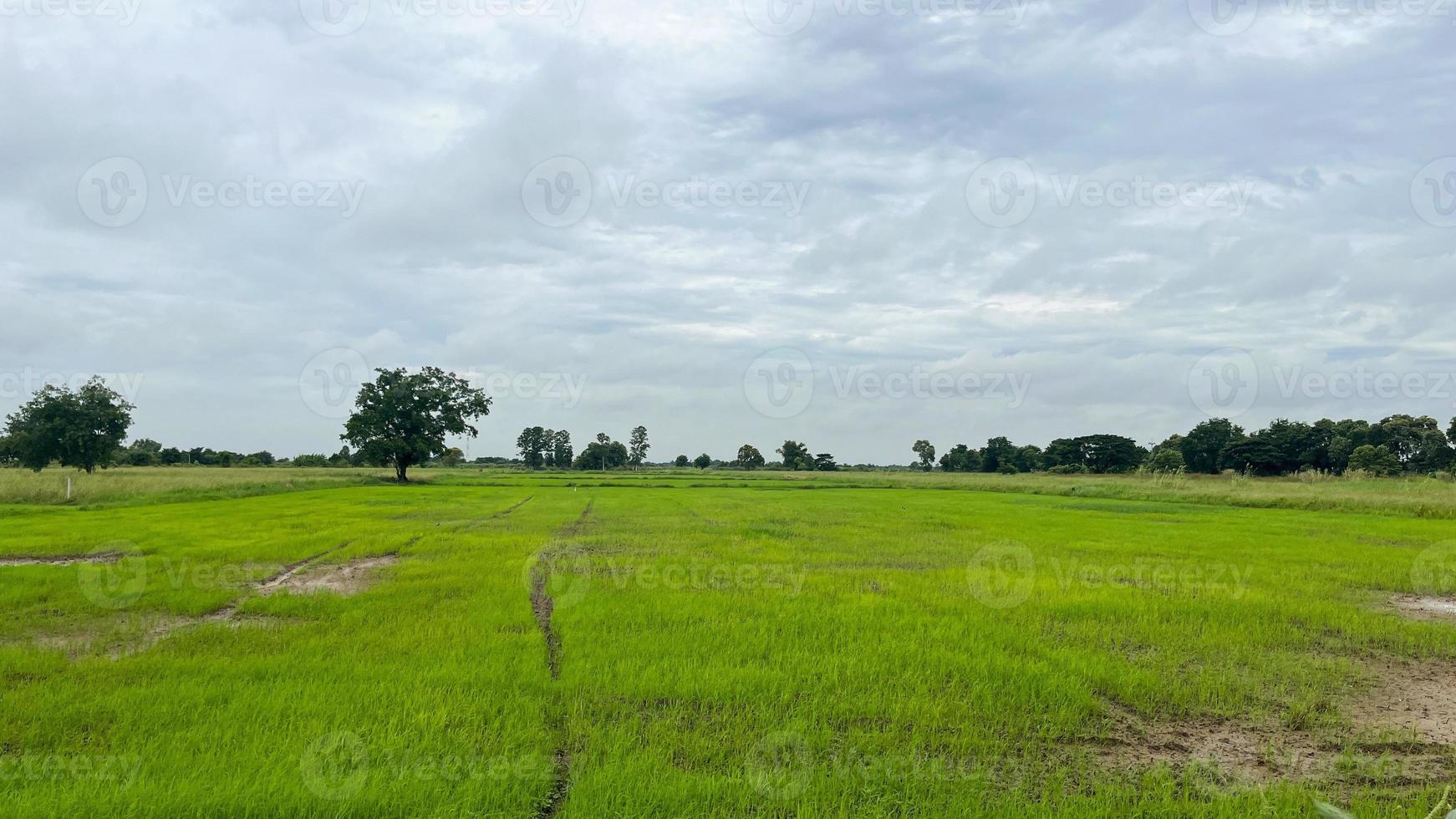ris fält Kafé med bra atmosfär i ayuttaya thailand foto