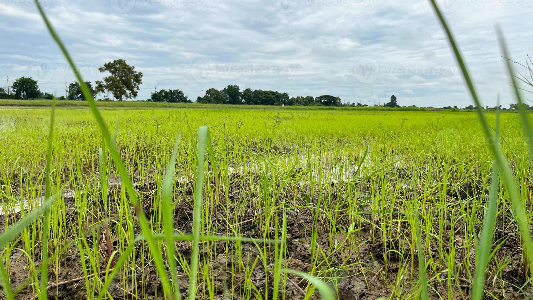 asiatisk ris fält arbetssätt på fält i ayutthaya thailand foto