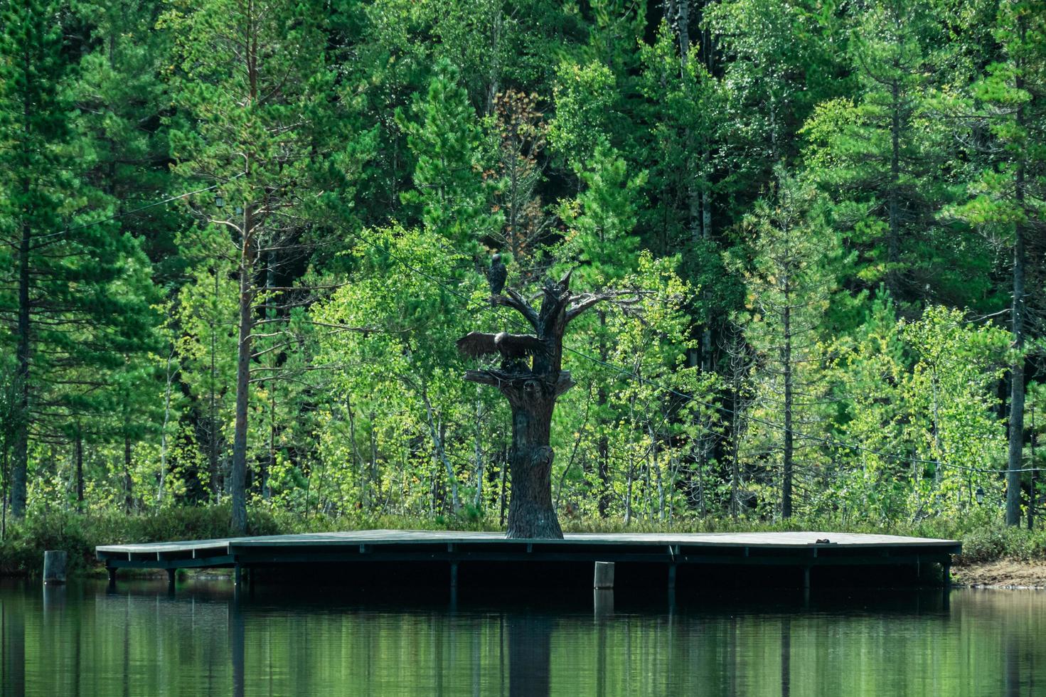 Ryssland, de by av vydrino, september 12, 2022 , de Strand av de sjö med ett järn träd foto