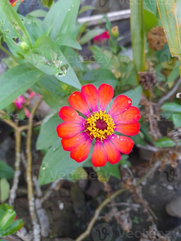 zinnia elegans känd som ungdom och ålder, allmänning zinnia eller elegant zinnia foto