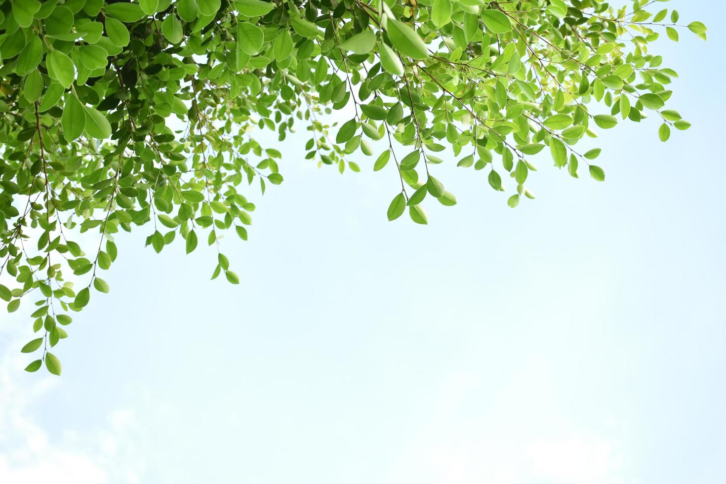 ficus benjamina grenar och löv med molnig och blå himmel bakgrund. foto