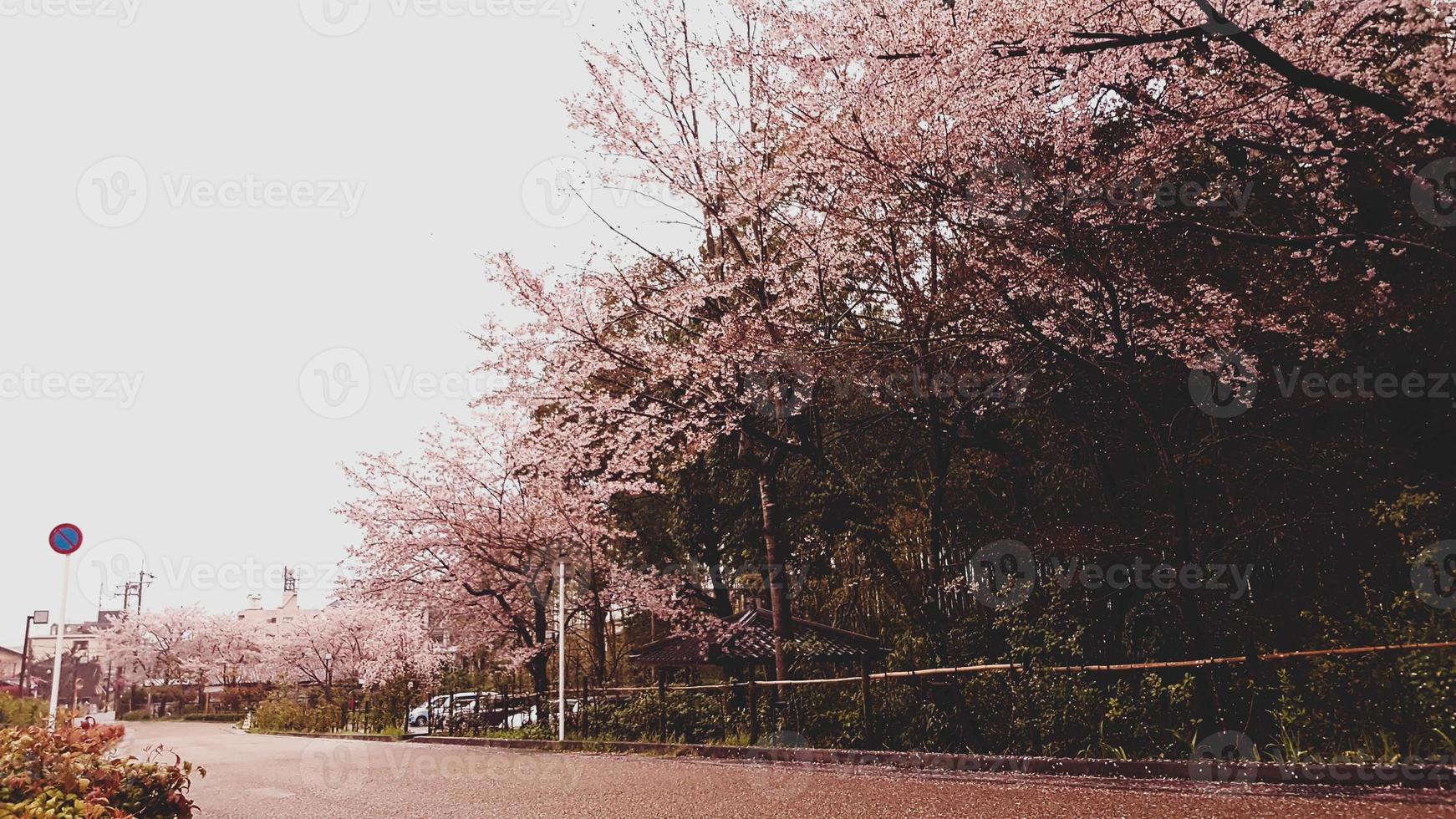 körsbär blommar är blomning i en by i Kyoto. foto