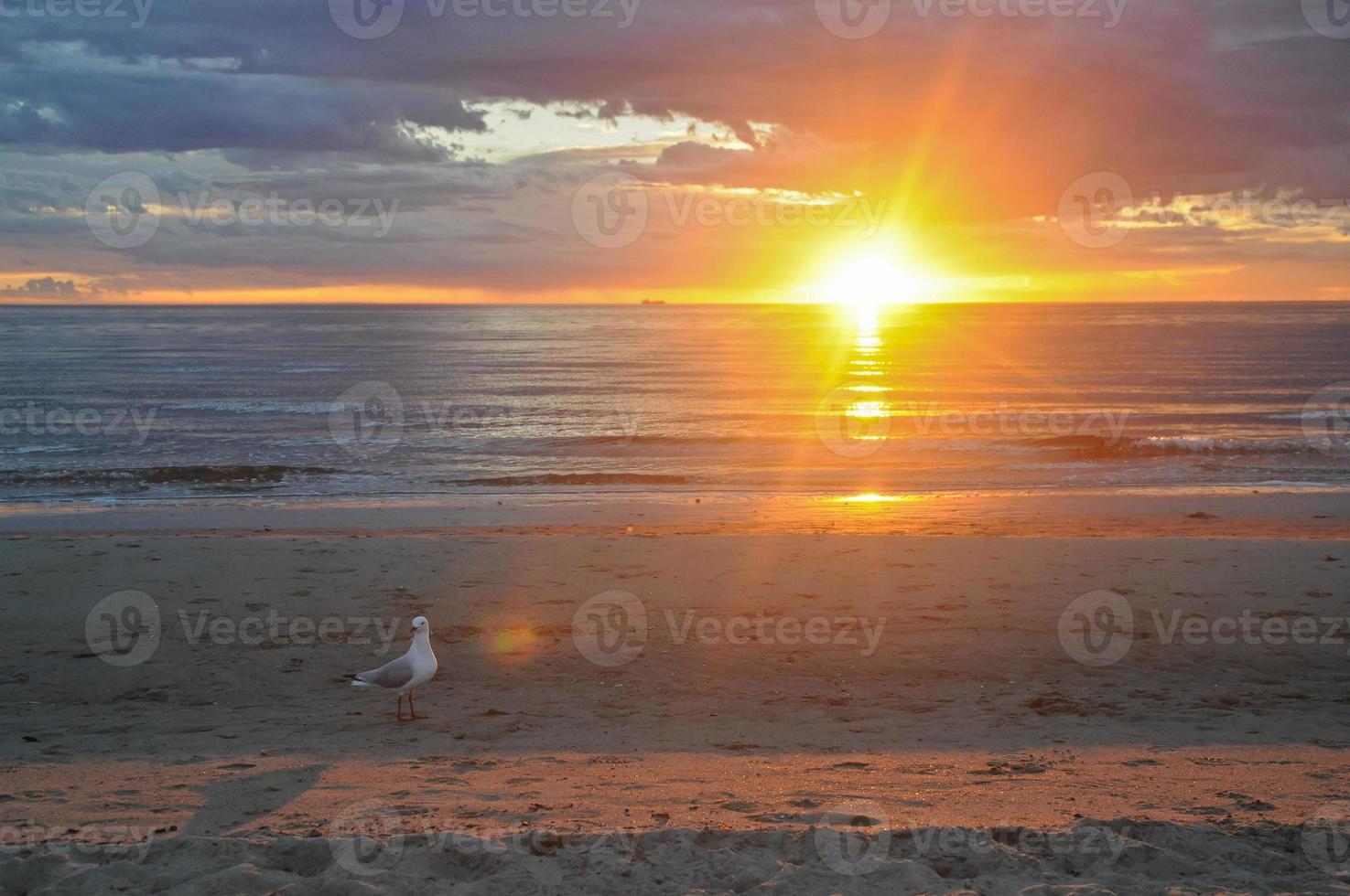 fiskmås och Sol uppsättning på de strand foto