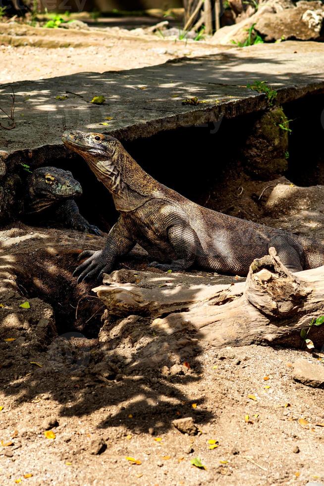komodo drake. de största ödla i de värld. de komodo drake är ett djur- skyddade förbi de indonesiska regering. foto