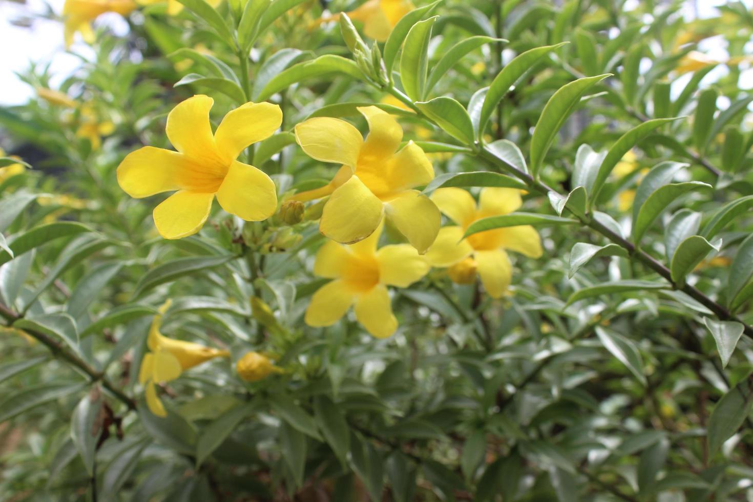 stänga upp av skön manda cathartica blomma i trädgård. detta blomma är också kallad de gyllene trumpet blomma, gul klocka blomma eller smörblomma blomma. vanligtvis Begagnade för dekorativ växter utomhus. foto