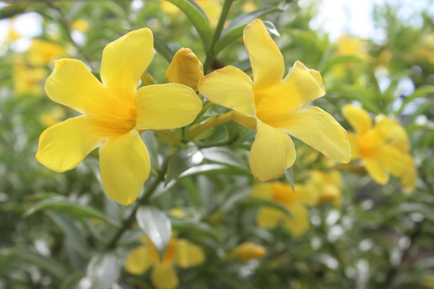 stänga upp av skön manda cathartica blomma i trädgård. detta blomma är också kallad de gyllene trumpet blomma, gul klocka blomma eller smörblomma blomma. vanligtvis Begagnade för dekorativ växter utomhus. foto