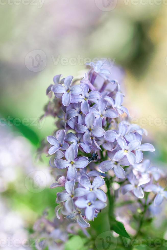 blomning lila blommor på suddig bakgrund. färsk vår begrepp. foto