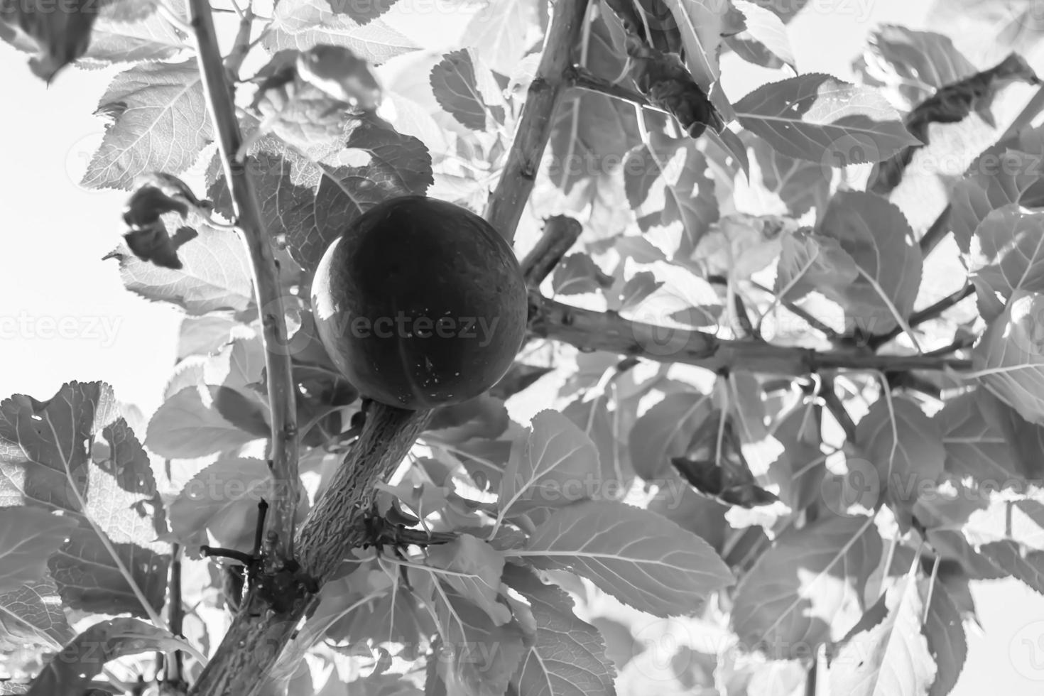 fotografi på tema skön frukt gren plommon träd foto