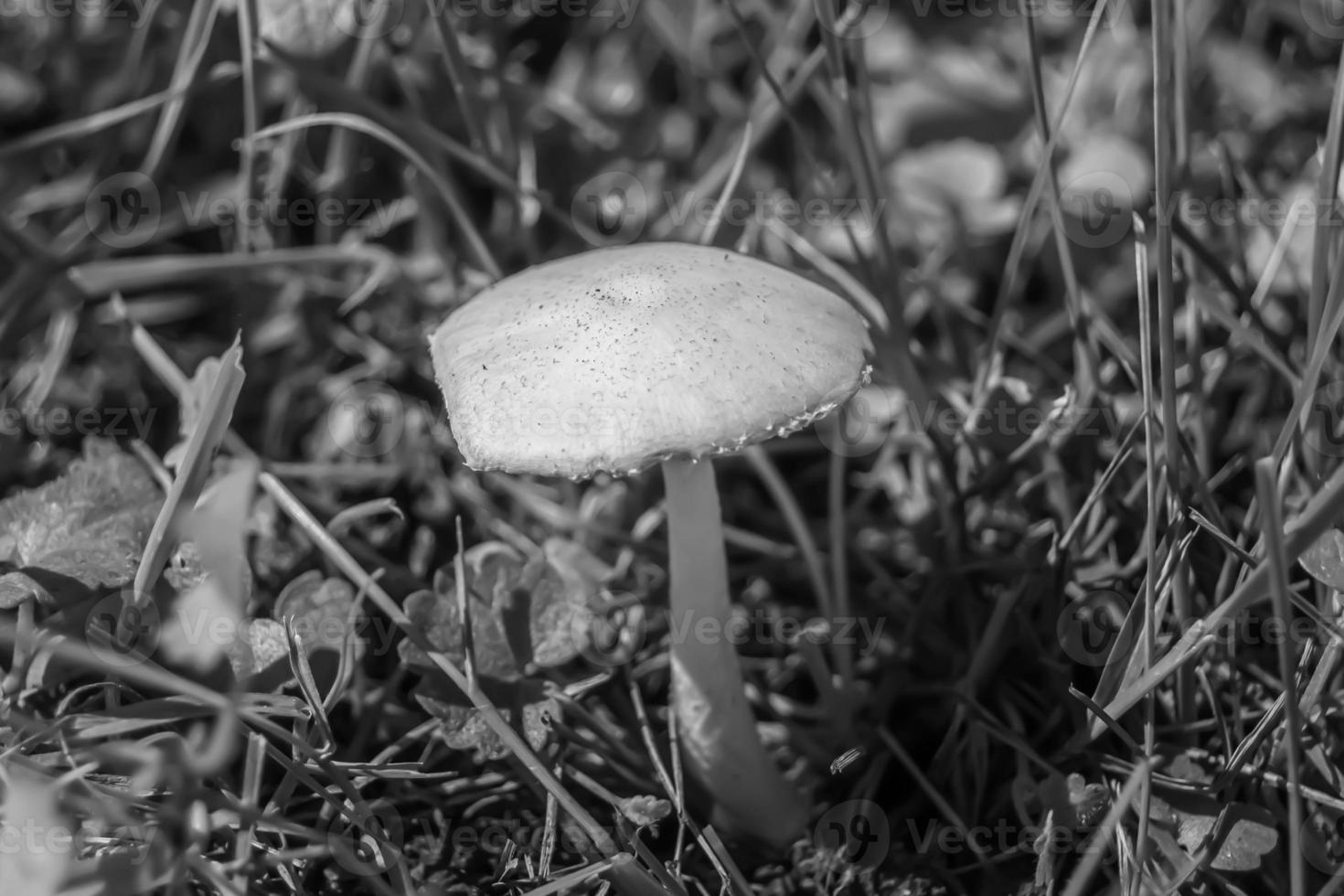 fotografi till tema stor skön giftig svamp i skog foto