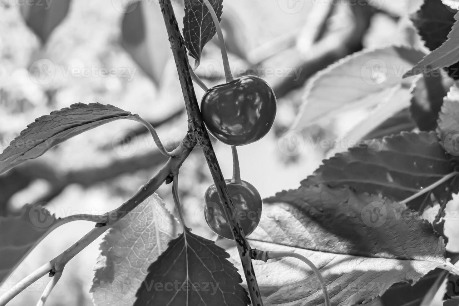 fotografi på tema skön frukt gren körsbär träd foto