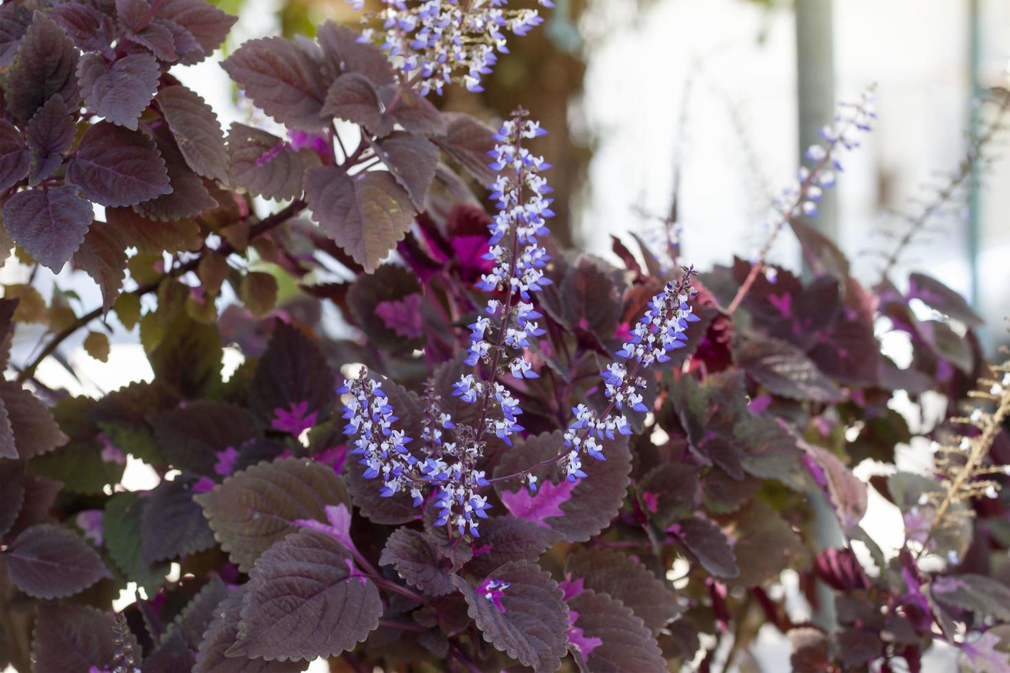 lila blomma av coleus forskohlii, målad nässla eller plectranthus scutellarioides i de trädgård. är en thai ört. foto