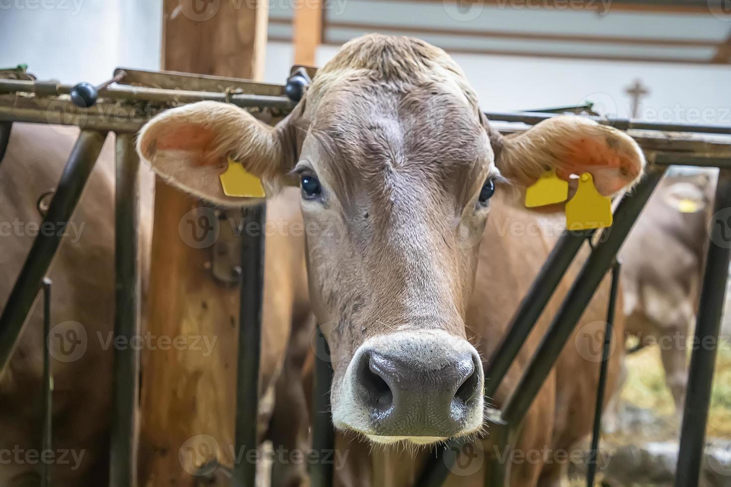 näsa och munkorg av ung mjölk ko ser på du ut av staket av ladugård inuti en stor mejeri bruka foto