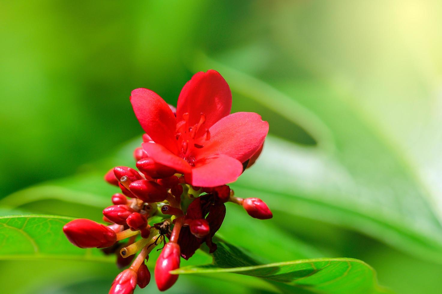 närbild av röd blomma med grön lövverk, grönska blad bakgrund med kopia Plats använder sig av som bakgrund naturlig grön blad växter landskap, ekologi, färsk tapet begrepp foto