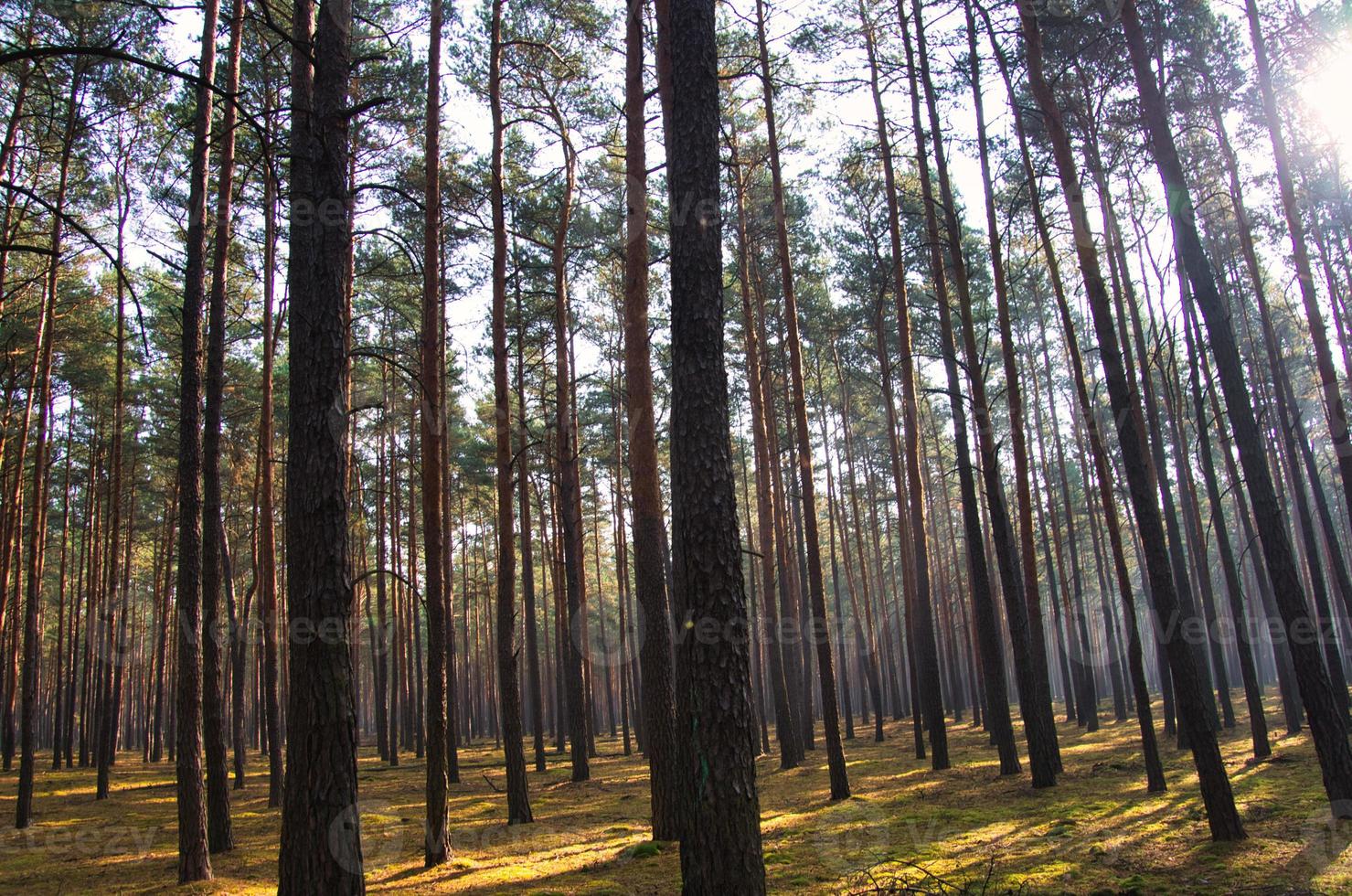 solljus faller genom en skog av tall träd. träd och mossa på de skog golv foto