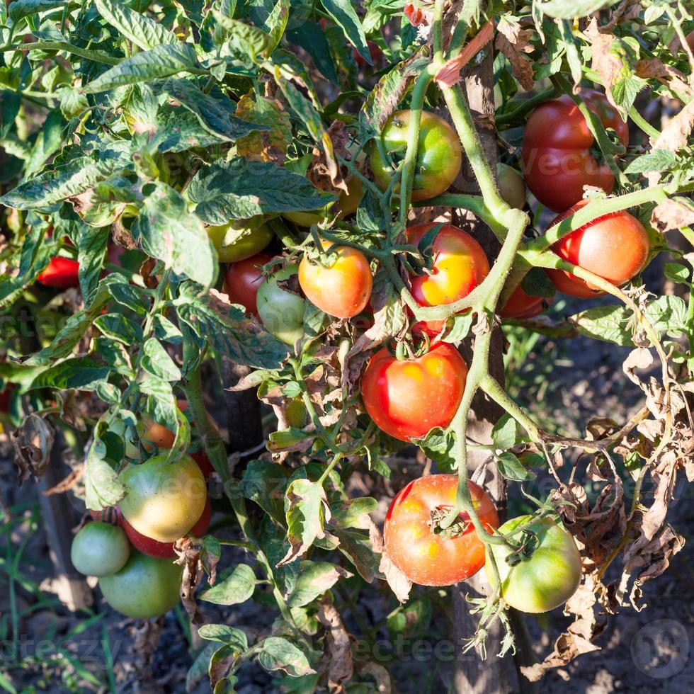 buske tomater på trä- insats i trädgård foto