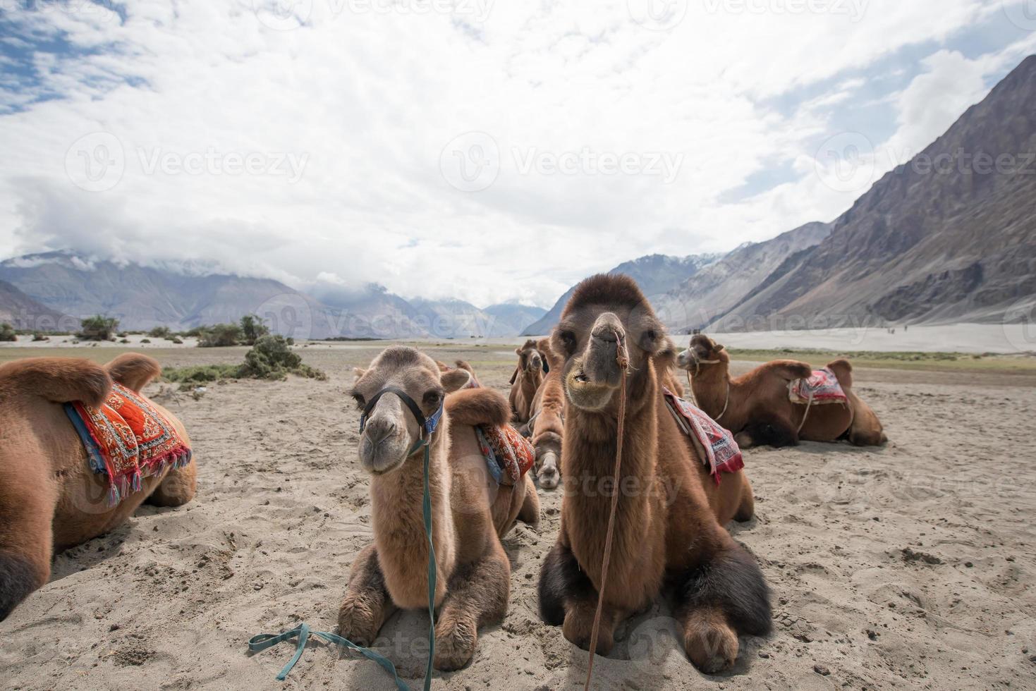 kameler i öknen foto
