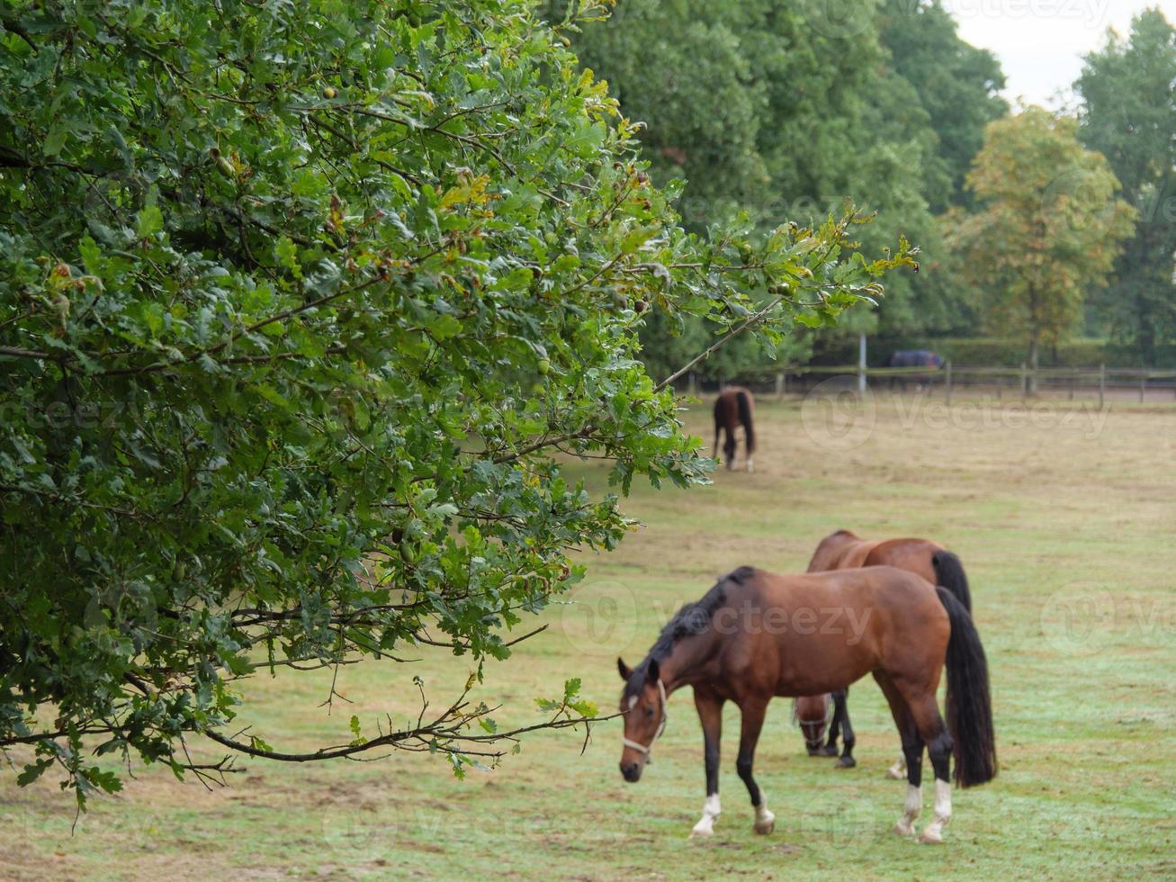 sjö nära borken i Westfalen foto