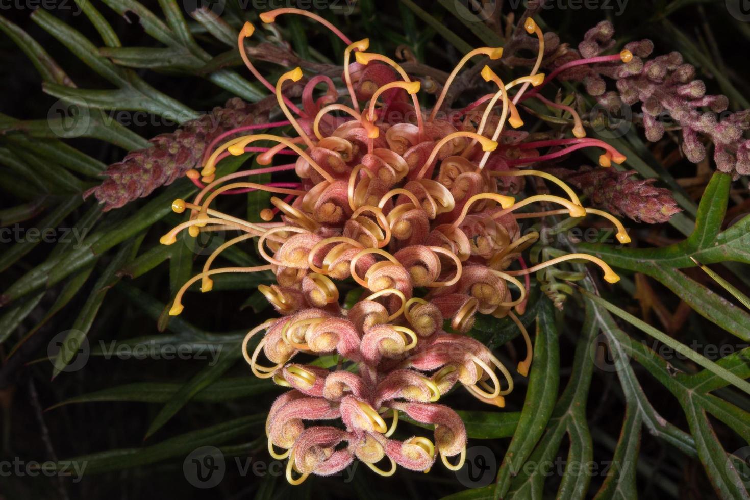 australien bush flora blommor detalj Banksia blomma foto