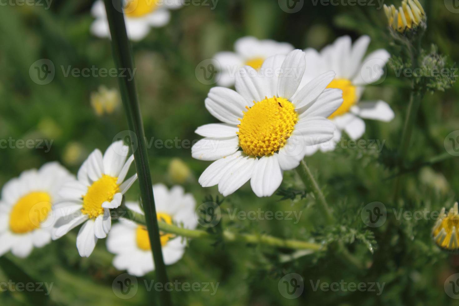 stänga upp av daisy blommor foto