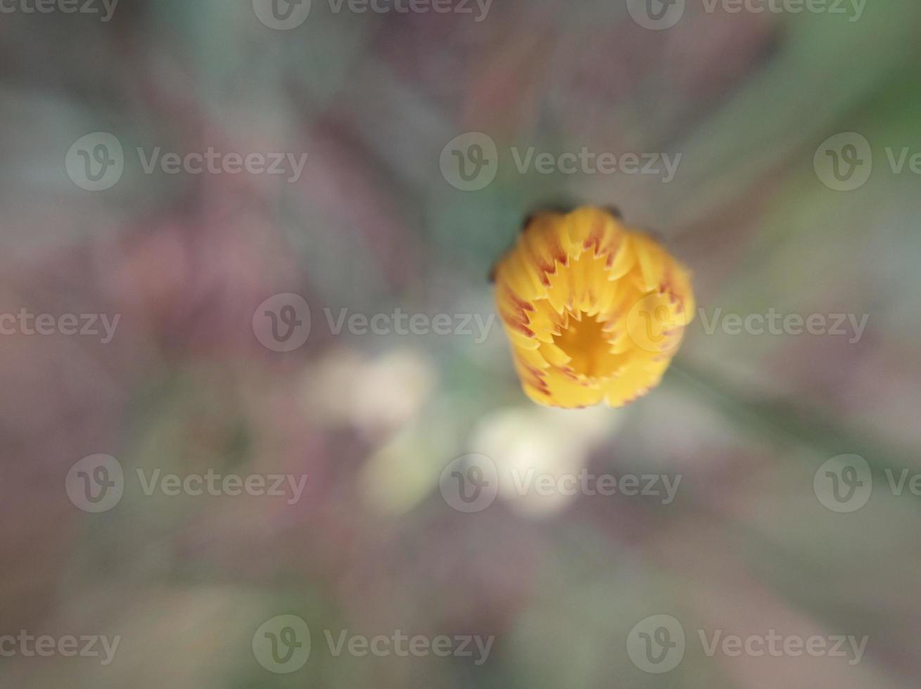 färgrik höst blommor i de höst trädgård foto