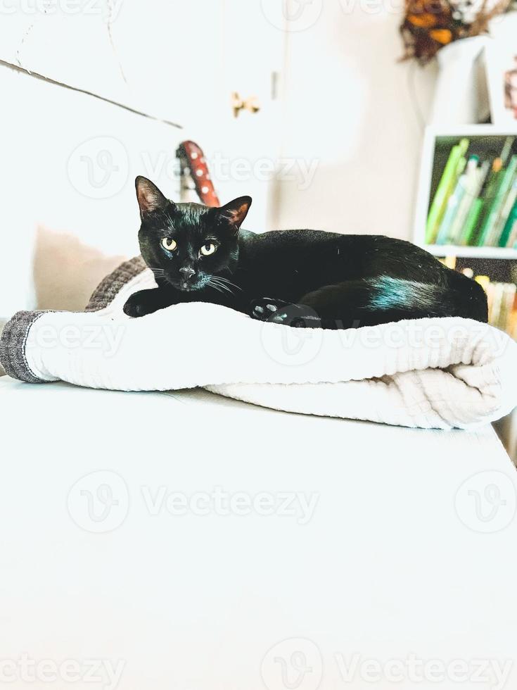 svart katt på vit säng foto
