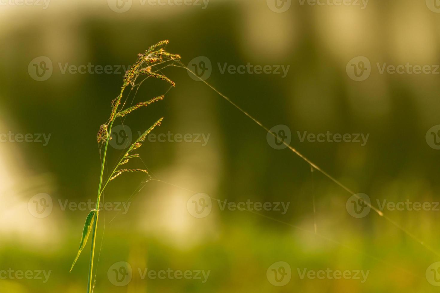 gräs blomma på fältet foto