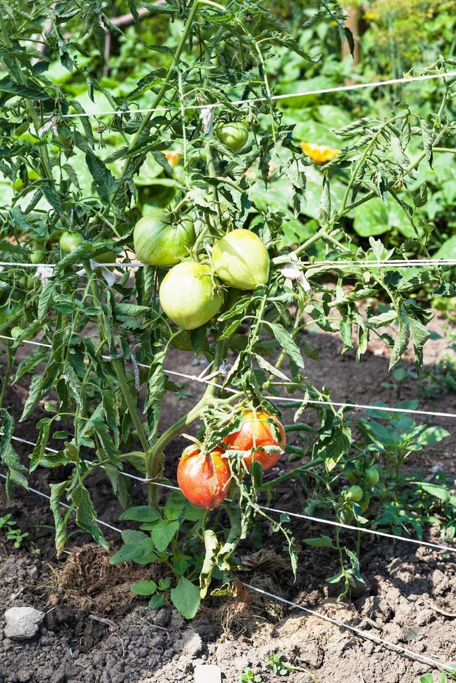 mogning tomat frukt på buske i trädgård foto