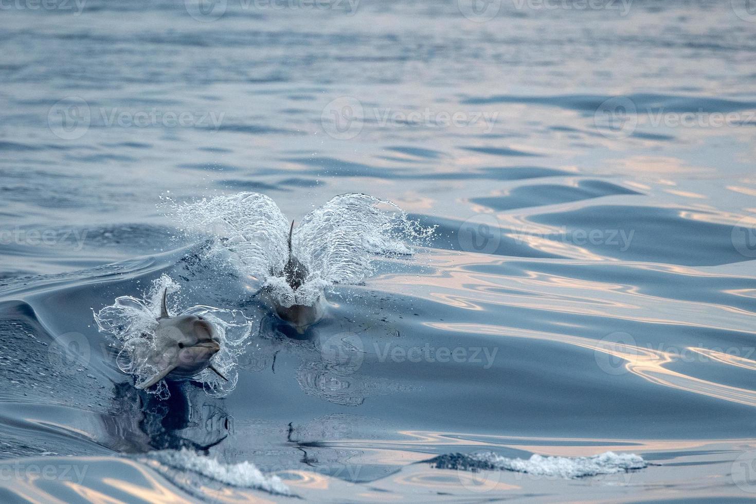 delfin medan Hoppar i de hav på solnedgång foto