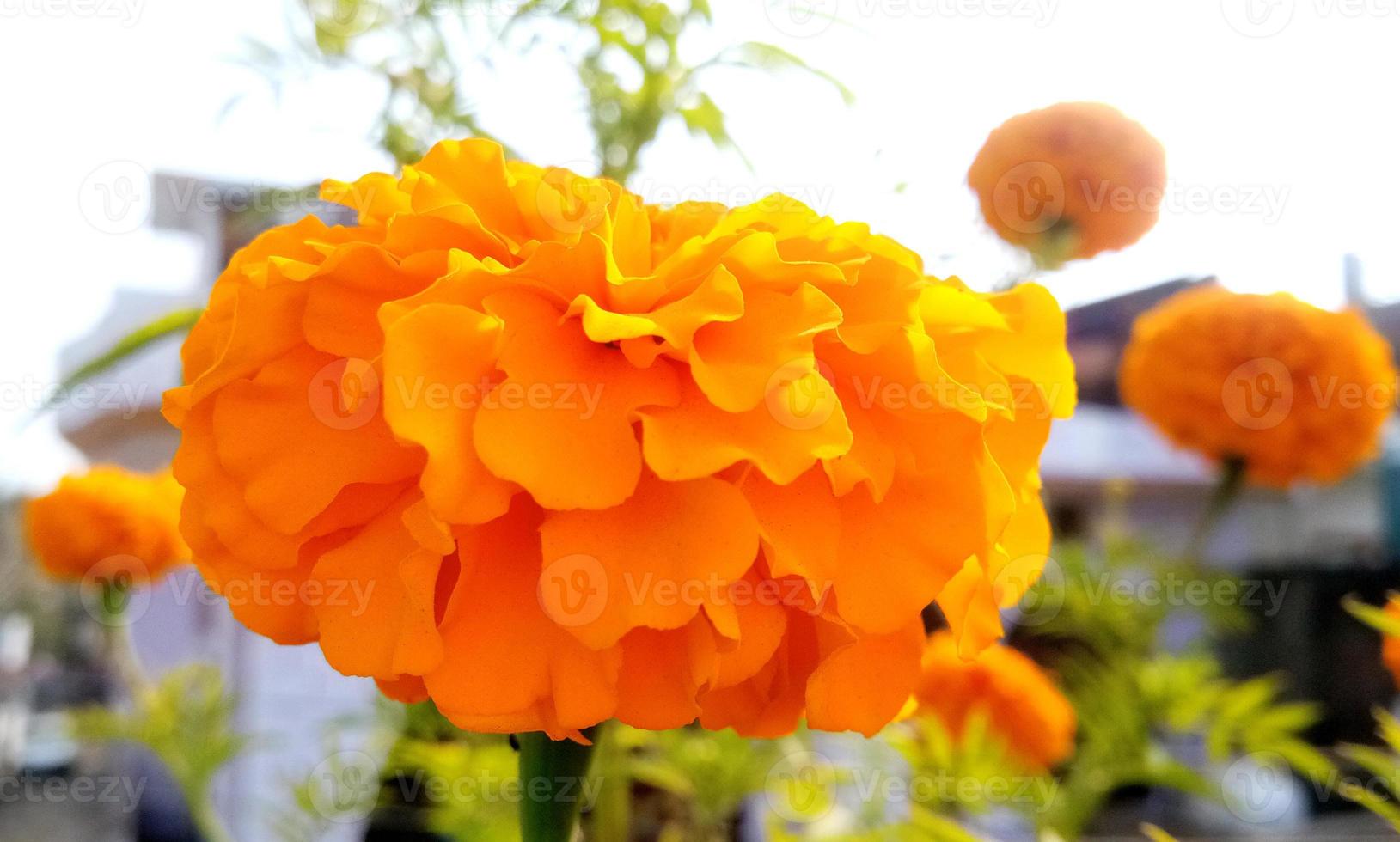 gul och orange ringblomma blommor i trädgård foto