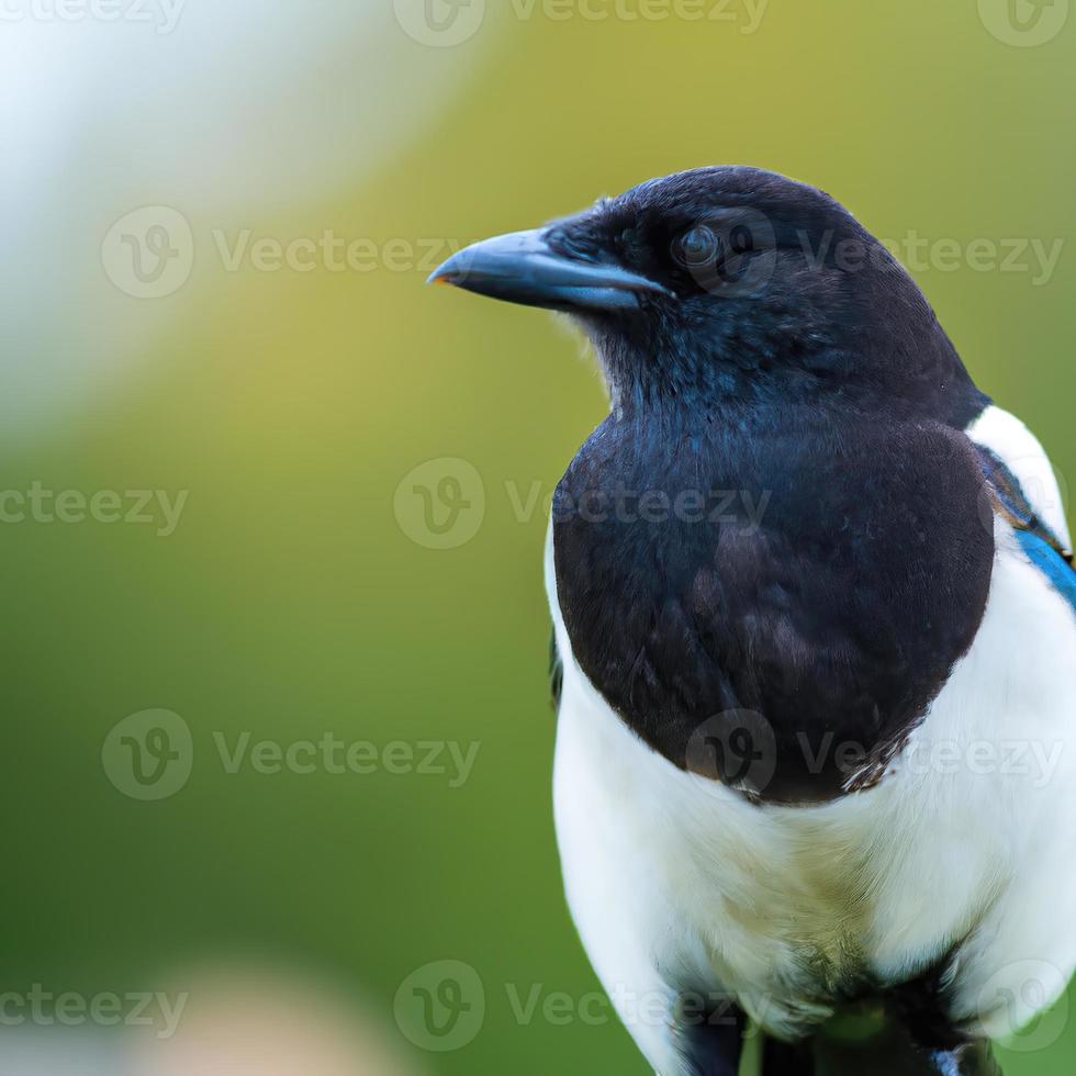 skata fågel, bokeh bakgrund premie Foto