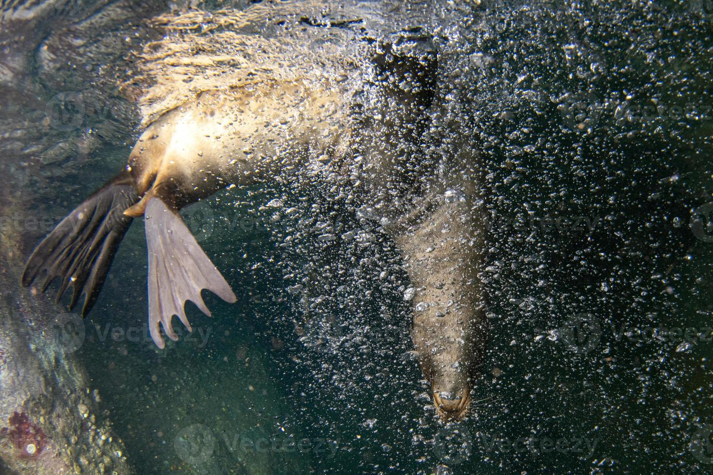 hav lejon täta under vattnet medan dykning galapagos foto