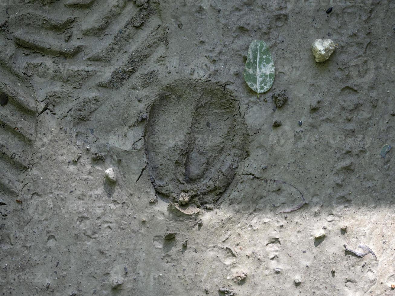 rom rådjur skriva ut på lera foto