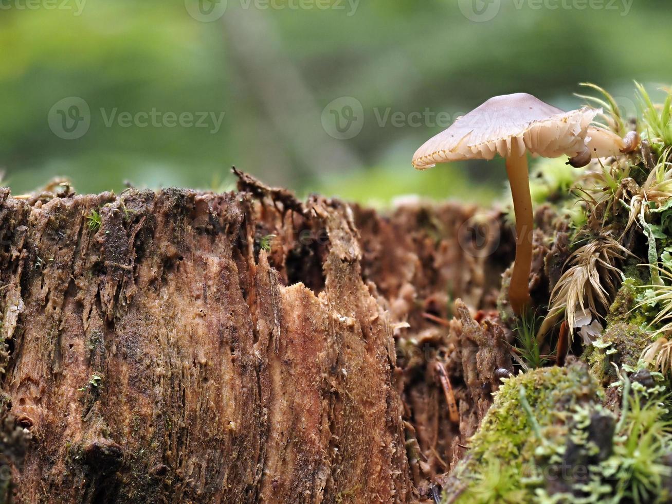 marasmius oreades svamp i de skog foto