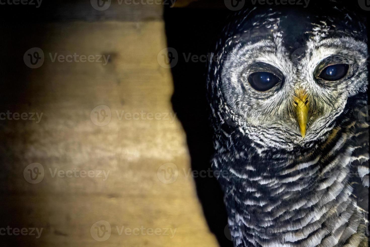 röd legged Uggla porträtt ser på du isolerat på svart foto