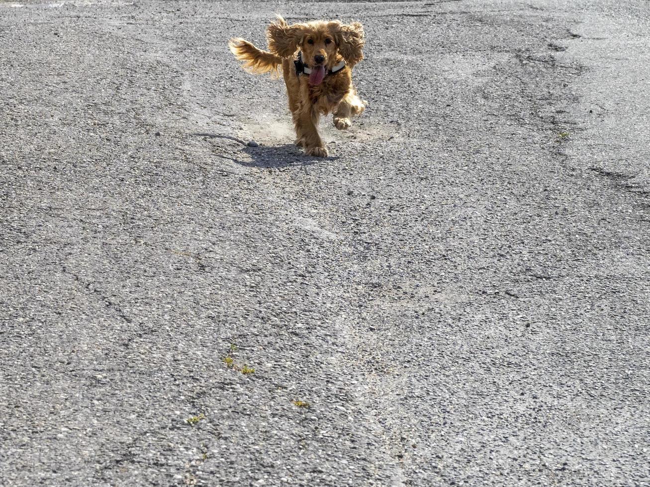 cockerspaniel spaniel löpning till du foto